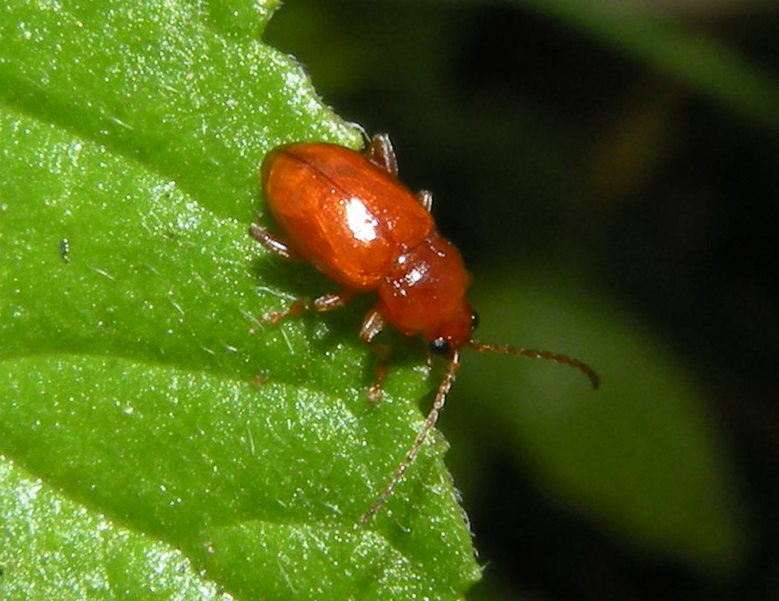 Non azzardo ... Neocrepidodera cfr. ferruginea